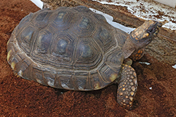 Ingreso a Chile - Ingreso o salida de mascotas y especies animales y vegetales protegidas