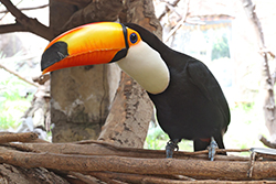 Ingreso a Chile - Ingreso de ejemplares para exhibición o zoológico: mamíferos, aves y otras especies