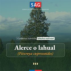 Alerce_portada