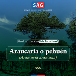 portada_araucaria