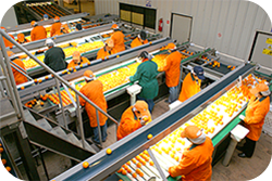 Agricola - Aspectos básicos para exportar productos agrícolas