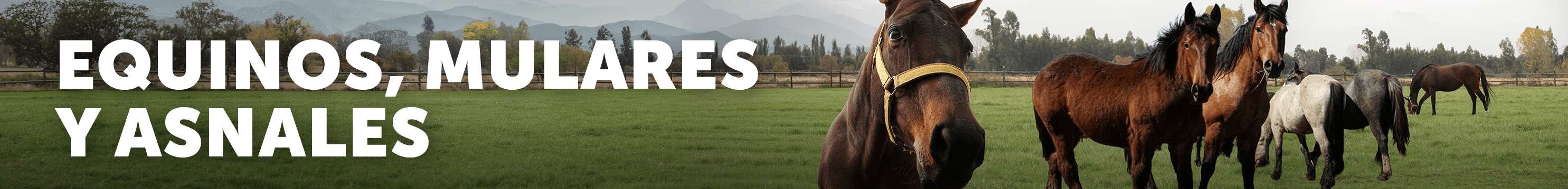 Banner equinos, mulares y asnales