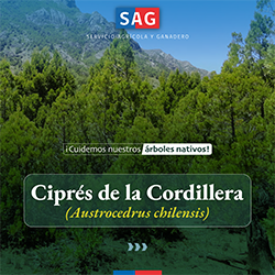 cipres_cordillera_portada