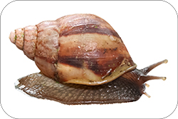 Caracol africano