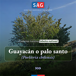 guayacan_portada