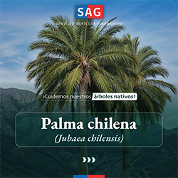 palma_chilena_portada