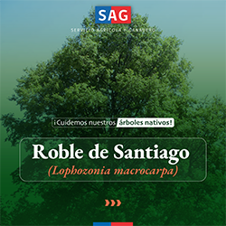 roble_stgo_portada