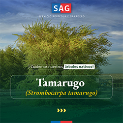 tamarugo_portada