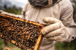 Ingreso a Chile - ¿Por qué no se pueden ingresar algunos productos de origen animal y vegetal a Chile?