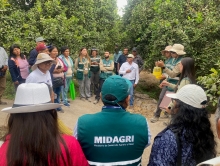 Cooperación que cruza fronteras: Productores de Tacna y Arica fortalecen control de la Mosca de la Fruta