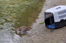 SAG liberó a animales rehabilitados por Centro de Fauna Silvestre UdeC