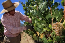 SAG amplía plazo para declarar las plantaciones de vides con su ubicación geoespacial