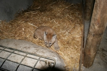 SAG entregó en custodia a cachorra de puma a Bioparque de Quillón