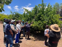 Finalizan tres campañas de erradicación de mosca de la fruta y Río Hurtado queda libre de la plaga 