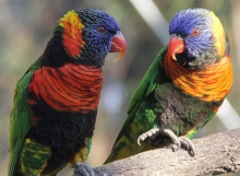 SAG llama a realizar Declaración Semestral de Fauna Silvestre del 1er semestre de 2023