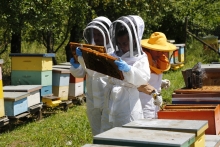 SAG llama a apicultores/as a declarar sus apiarios y colmenas en octubre