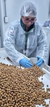 Exportaciones de avellana europea se diversifican con nuevos envíos al extranjero