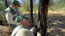 SAG Biobío realiza vigilancia fitosanitaria forestal para detectar en forma oportuna plaga Pissodes castaneus