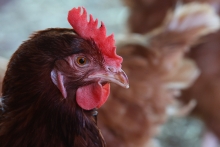 SAG aclara situación de exportaciones de productos avícolas a la República Popular China tras brote de influenza aviar en plantel comercial