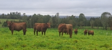 SAG anuncia que envíos de productos cárnicos desde Alemania a Chile se encuentran suspendidos por brote de fiebre aftosa