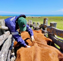 SAG Biobío realiza muestreo de brucelosis bovina en isla Mocha