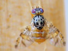 SAG informa avances significativos en las campañas de erradicación de mosca de la fruta