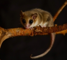 Monito del monte