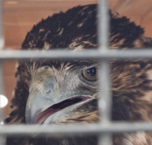 Águila envenenada sobrevive gracias a transfusión sanguínea y es reinsertada a su ambiente natural 