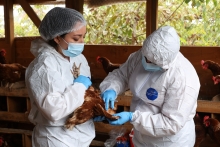 SAG confirma primer caso de influenza aviar altamente patógena en aves de traspatio en la región de Ñuble