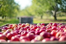 SAG inicia segundo periodo de postulación para la autorización de exportadoras de productos hortofrutícolas chilenos que deseen exportar a la Federación Rusa