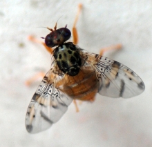 SAG intercepta fruta con larvas de Mosca de la Fruta en control fronterizo Paso Vergara 