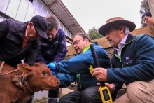 Ministerio de Agricultura anuncia iniciativa para erradicar la brucelosis bovina durante este gobierno