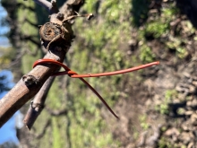 SAG Biobío comenzó entrega de emisores de confusión sexual predial a productores/as de vid y de arándanos