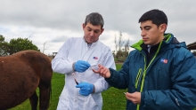 Ñuble destacó avances en control de anemia infecciosa equina y avanza en trazabilidad del rubro