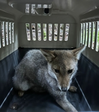 Zorros chilla rehabilitados fueron liberados en el Parque Nacional Puyehue, tras acción conjunta SAG, Universidad San Sebastián, y CONAF