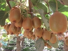 SAG inicia segundo período de postulación para la autorización de exportadoras de productos hortofrutícolas chilenos con destino a la Federación de Rusia