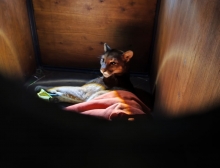 SAG Los Lagos llama a conducir con precaución tras atropello de Puma en la comuna de Frutillar