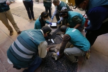 Nuevo puma fue capturado en Colina